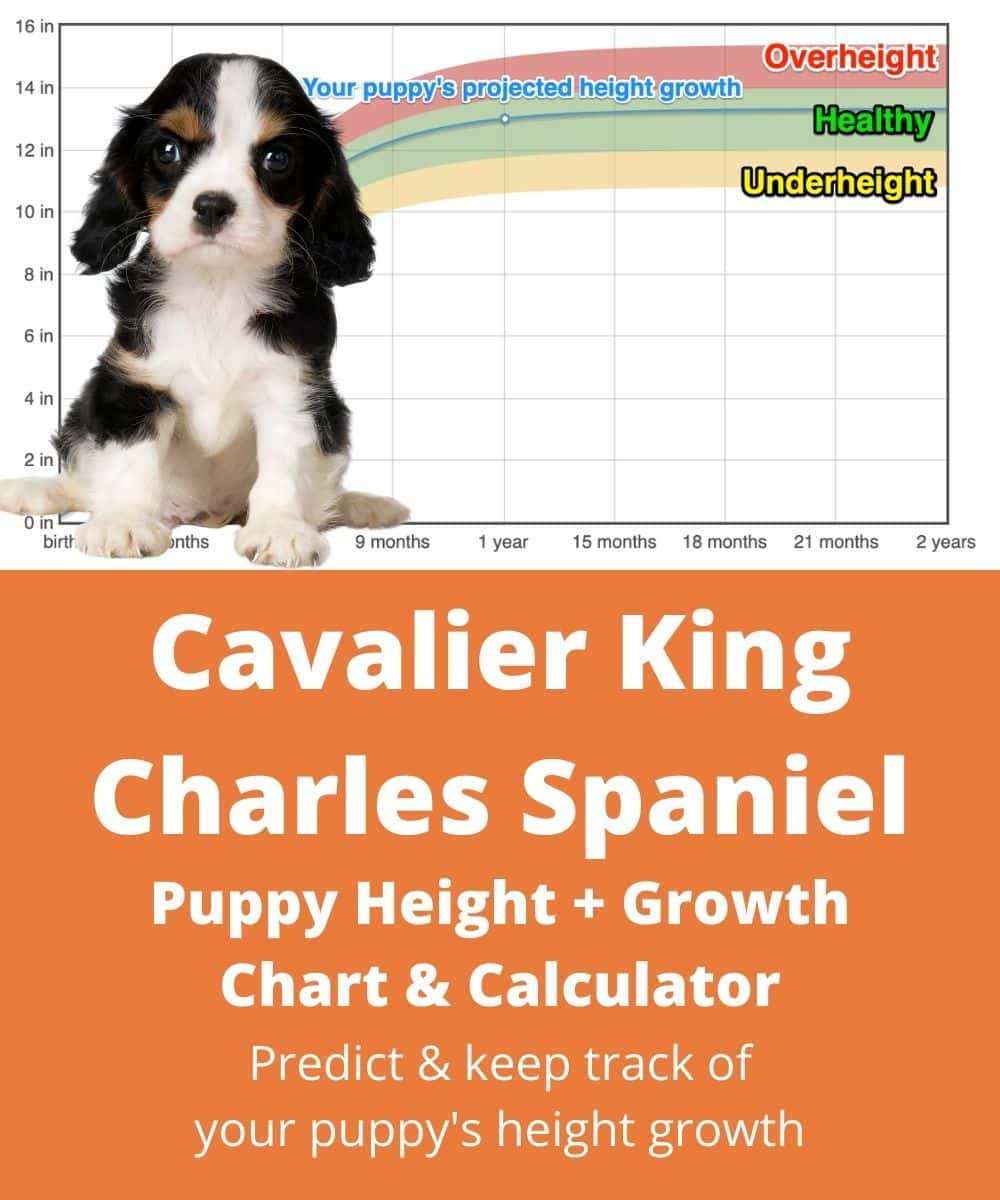 Cavalier King Charles Spaniel Height+Growth Chart How Tall Will My